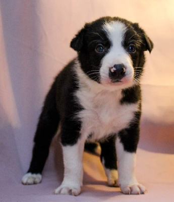 Guardians Of The Sheepfold - Border Collie - Portée née le 14/02/2023